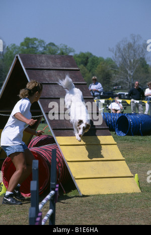 WEIßE BORDER COLLIE MIT RED MERLE OHREN HINUNTER RAMPE IN AGILITY TRIAL DOG SHOW ILLINOIS Stockfoto