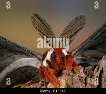 CECROPIA MOTTE; ROBIN MOTH (HYALOPHORA CECROPIA) Stockfoto