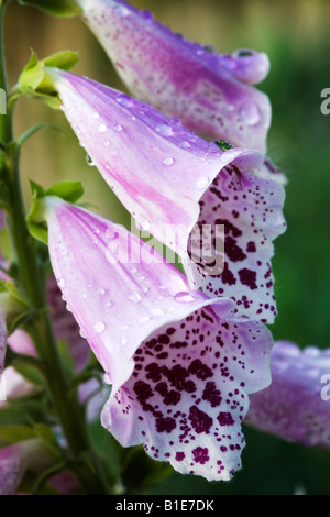 Regentropfen auf Fingerhut Blumen Digitalis purpurea Stockfoto