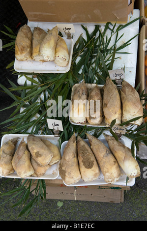 Kyoto, Japan. Nishiki Ichiba Markt. Meerrettich auf einem Marktstand. Meerrettich ist geriebener Wasabi, machen, Sushi zu begleiten Stockfoto