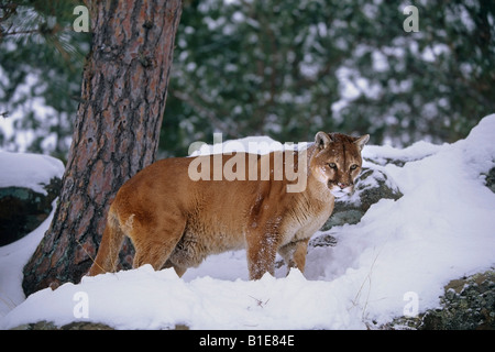 Cougar stehen im verschneiten Wald Stockfoto