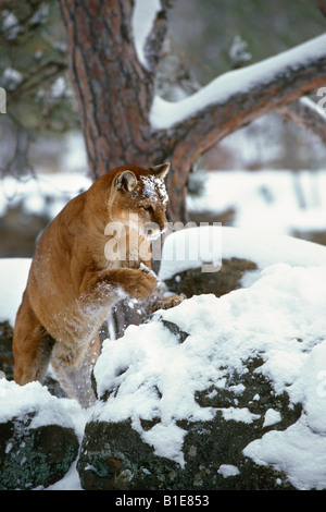 Cougar stehen im verschneiten Wald Stockfoto