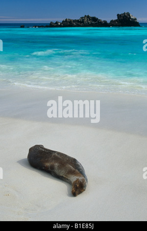 Seelöwen am Strand Espanola Isl Galapagos Ecuador Stockfoto