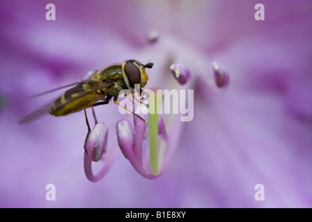 Fliegen Sie ernähren sich von Rhododendron-Blüte Stockfoto