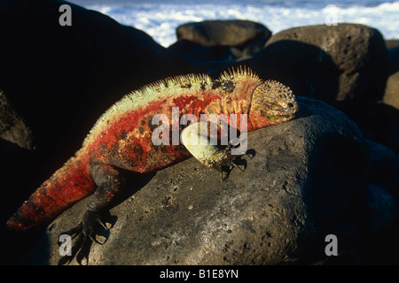 Marine Iguana Sonnen auf Vulkangestein Ecuador Galapagos Insel Stockfoto