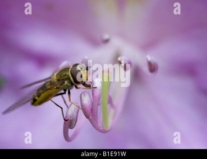 Fliegen Sie ernähren sich von Rhododendron-Blüte Stockfoto