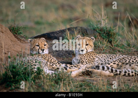 Zwei Geparden, die Festlegung von Afrika Stockfoto