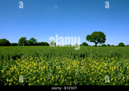 Feldern entlang Aldridge Road, Walsall, West Midlands, UK Stockfoto