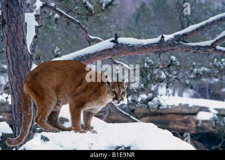 Cougar stehen im verschneiten Wald Stockfoto