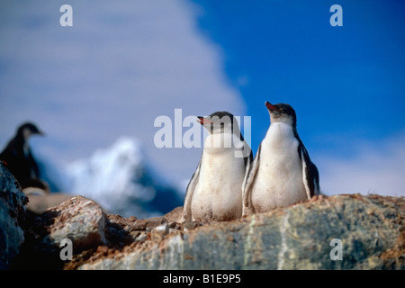 Paar von Gentoo Pinguinküken sitzen auf Felsen Antarktis Sommer Stockfoto