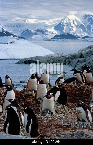 Kolonie von Gentoo Penguins auf Nester w/Küken entlang der felsigen Küste der Antarktis Sommer Stockfoto