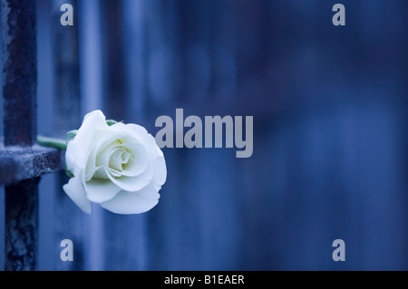 Gelbe Rose auf Eisen Zaun USA hautnah Stockfoto