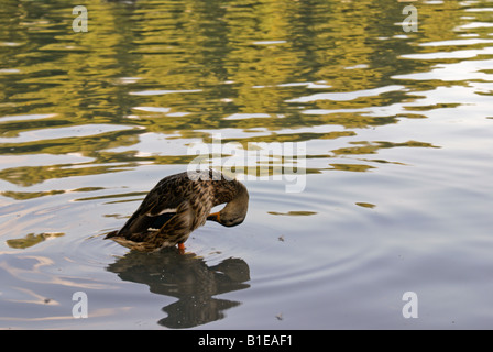 Ente, die Pflege selbst. Aachener Weiher Park in Köln - Deutschland Stockfoto