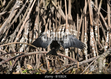 Anhinga Anhinga Anhinga San Blas Nayarit Mexiko 20 Januar Erwachsenen weiblichen Trocknung Flügel Anhingidae Stockfoto