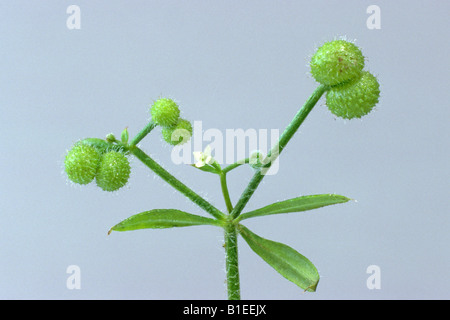 Hackmesser, Clivers, Klettenlabkraut, Stickywilly, Stickyweed, Catchweed, Coachweed (Galium Aparine) mit Obst, Studio Bild Stockfoto