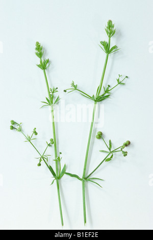 Hackmesser, Clivers, Klettenlabkraut, Stickywilly, Stickyweed, Catchweed, Coachweed (Galium Aparine), Studio Bild Stockfoto