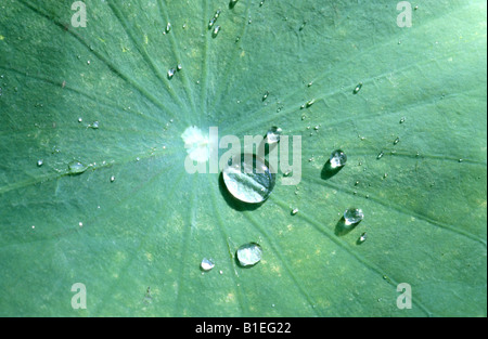Heilige Lotus (Nelumbo Nucifera). Wassertropfen Sie bildenden auf der Oberfläche eines Blattes, dem so genannten Lotus-Effekt Stockfoto