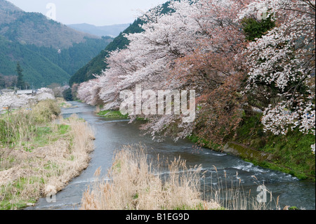 Ohara, einem Dorf in der Nähe von Kyoto, Japan. Kirschblüte im Frühling Stockfoto