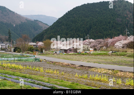 Ohara, einem Dorf in der Nähe von Kyoto, Japan. Kirschblüte im Frühling Stockfoto