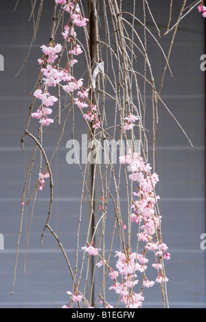 Frühling in Kyoto, Japan. Kirschblüte (weinende Kirsche) vor einem Papierschirm Stockfoto