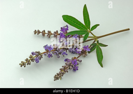 Mittelmeer-Mönchspfeffer (Vitex Agnus-Castus), blühender Zweig, Studio Bild Stockfoto