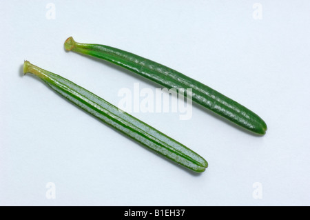 Kaukasische Tanne (Abies Nordmanniana), zwei Nadeln, Unterseite und Oberseite, Studio Bild Stockfoto