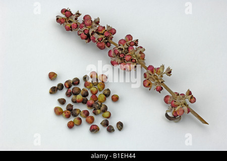 Mittelmeer-Mönchspfeffer (Vitex Agnus-Castus), Zweig mit Früchten, Studio Bild Stockfoto