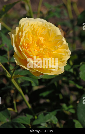 Englische Garten Rose, Austin-Rose (Rosa Molineux), Blume Stockfoto