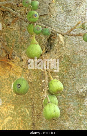 Sycamore Fig Tree, Mulberry Feigen, Pharoah Feigen (Ficus Sycomorus), Obst Stockfoto