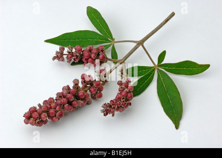 Mittelmeer-Mönchspfeffer (Vitex Agnus-Castus), Zweig mit Früchten, Studio Bild Stockfoto