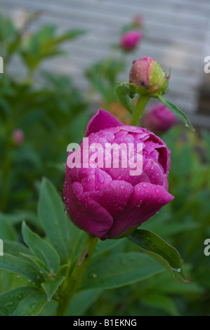 Linie der Pfingstrose Knospen von fast offen zu geschlossenen Rückzug in den unscharfen Hintergrund Stockfoto