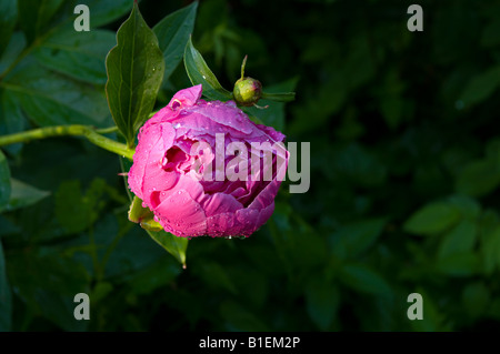 Pfingstrose Knospe im Zuge der Öffnung Taken in am frühen Morgen nach einer durchzechten Nacht regen Stockfoto