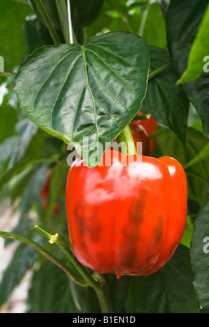 Paprika am Rebstock in professionellen Gewächshaus Reifen Stockfoto