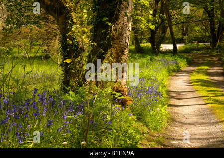 Fußweg durch Bluebell woods Cornwall UK Stockfoto