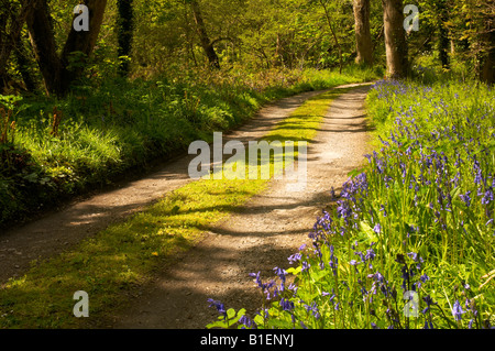 Fußweg durch Bluebell woods Cornwall UK Stockfoto