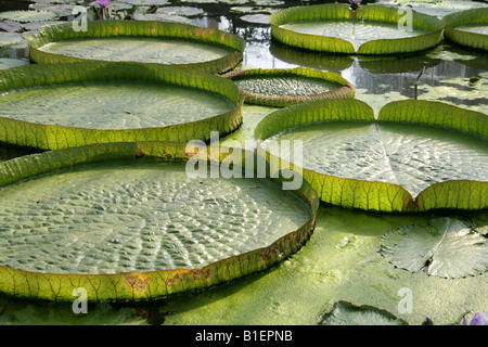 Santa Cruz Seerose Victoria Cruziana polaren Paraguay in Südamerika Stockfoto