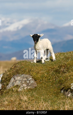 schottischen Blackface Lamm Isle of mull, Schottland Stockfoto