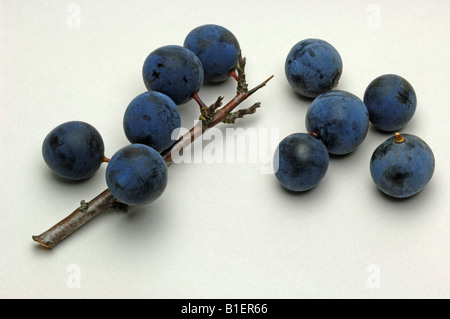 Blackthorn Schlehe (Prunus Spinosa), Beeren und Zweig mit Beeren, Studio Bild Stockfoto