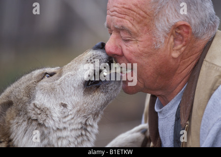 Werner Schuster und seine Wolf Kojak, Wolf Country USA, Palmer, Alaska. Stockfoto