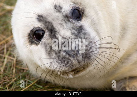 Kegelrobben Welpen bei der Donna Nook Wildlife Reserve in Lincolnshire England Stockfoto