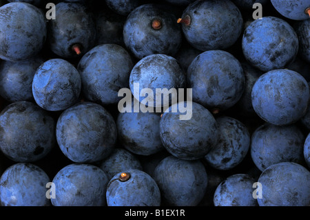 Blackthorn Schlehe (Prunus Spinosa), Beeren von oben gesehen Stockfoto