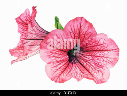 Surfinia 'Hot Salmon' [nachgestellte Petunia] Stockfoto