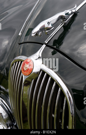 MK II-Jaguar-Maskottchen-Abzeichen Stockfoto