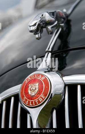 MK II Jaguar Maskottchen hautnah Stockfoto