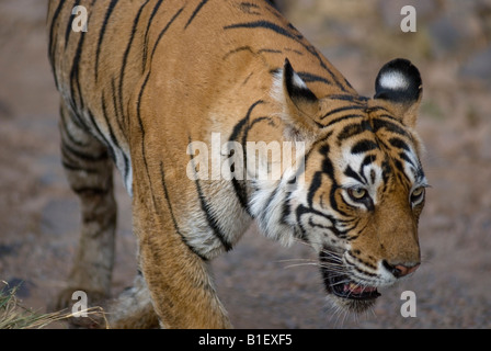 Bengal Tiger Machali hautnah Ranthambhore, Indien. (Panthera Tigris) Stockfoto