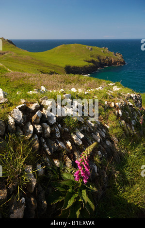 Fingerhut wächst gegen eine Trockenmauer am Bürzel Halbinsel an der North Cornwall coast Pentire Point Cornwall UK Stockfoto