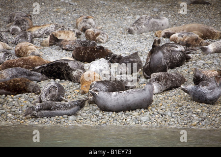 Atlantische Kegelrobben auf Bachelor, Ramsey Island, horizontale Pembrokeshire Nationalpark Strandküste Aalen. Wales, UK 83698 Seals Stockfoto