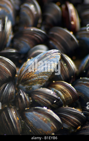 Cluster von Cornish Muscheln wächst auf Felsen am Strand von Bedruthan Steps Cornwall UK Stockfoto