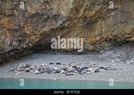 Atlantische Kegelrobben auf Bachelor, Ramsey Island, horizontale Pembrokeshire Nationalpark Strandküste Aalen. Wales, UK 83689 Seals Stockfoto