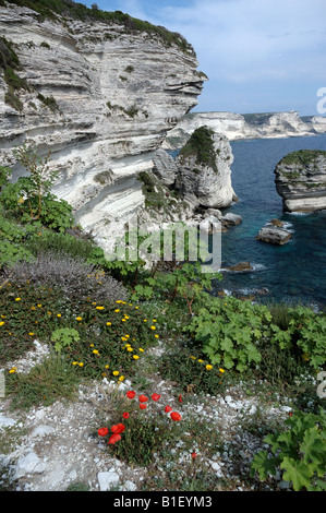 Die Kalkfelsen von Bonifacio, Korsika, Frankreich Stockfoto